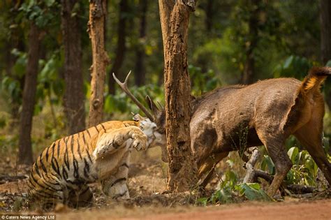 A Startling Encounter: The Tiger Breaks Free