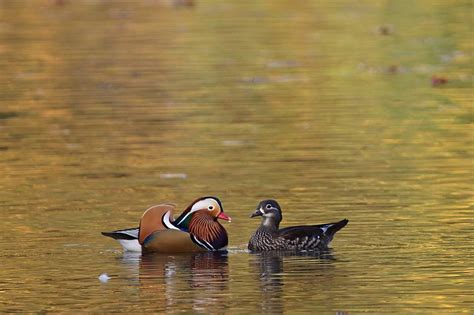 A Symbol of Love: The Meaning Behind Dreaming of Mandarin Ducks