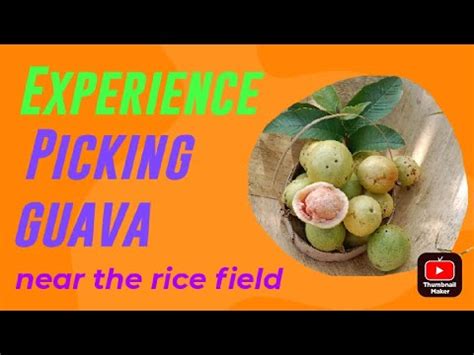 A Taste of Heaven: Experiencing the Guava Picking Ceremony