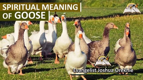 A Terrifying Encounter with a Goose: Unraveling its Symbolic Significance