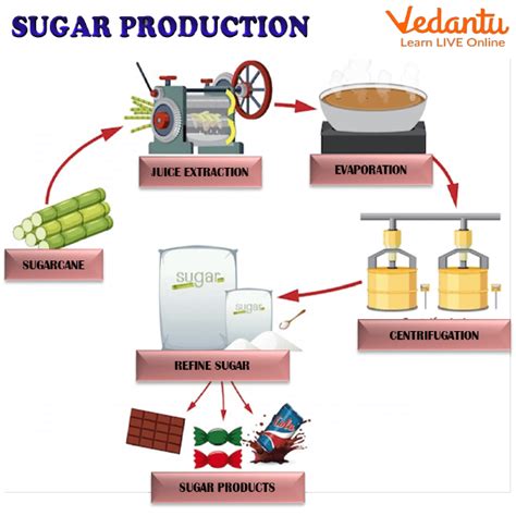 A Voyage into the Realm of Sugar Production