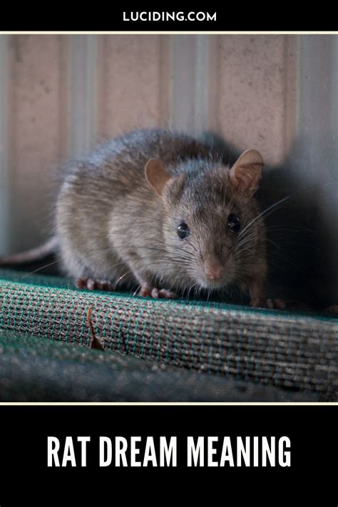 A Warning or a Sign: Interpreting the Significance of Rodent Dream