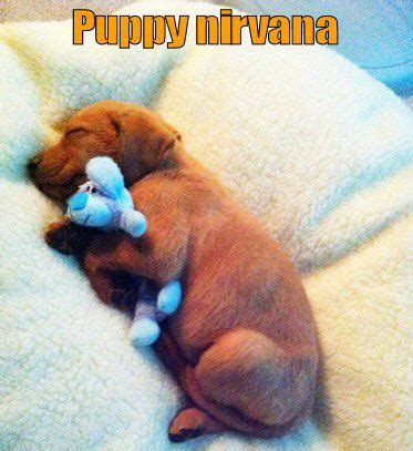 Achieving Puppy Nirvana: Tips for Embracing the Joy of Endless Puppies in Your Dreams