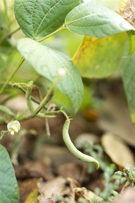 Achieving a Bounty of Bean Yields: Cultivating a Thriving Crop