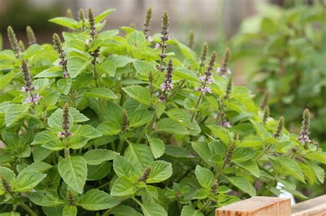 Achieving a Thriving Tulsi Plant: Effective Techniques for Cultivating and Preserving this Sacred Herb