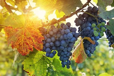 Achieving the Perfect Balance: The Science Behind Growing Huge Grape Vines