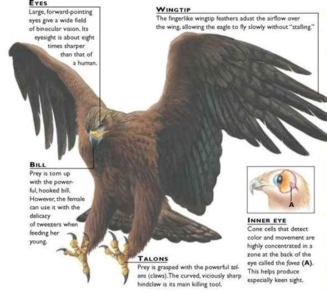 Adapting to Various Environments: Enhancing Eagles' Survival Skills through their Exceptional Vision