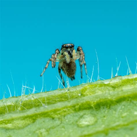 Aerial Acrobat: The Astonishing Abilities of Airborne Spiders