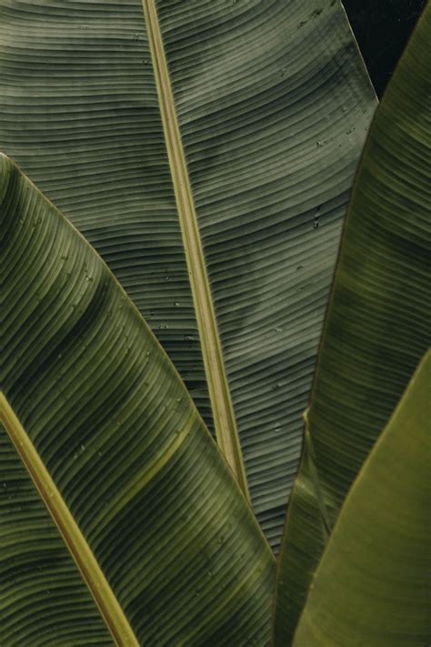 Aesthetic allure: What makes banana leaves so visually enchanting?