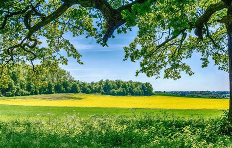 Age and Background of Summer Meadows