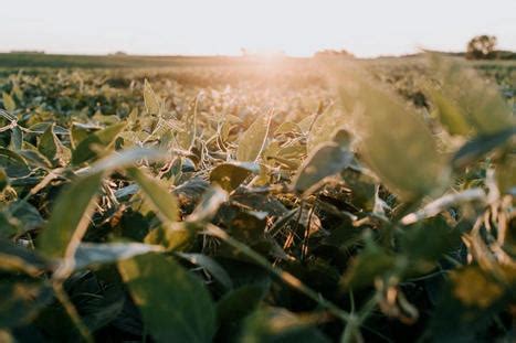 Agricultural Imagery: Exploring the Connection between Dreams and Nature