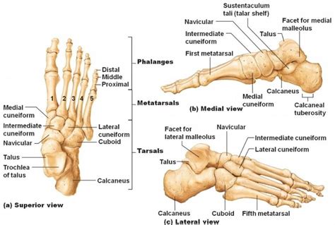 All About Bony: Height