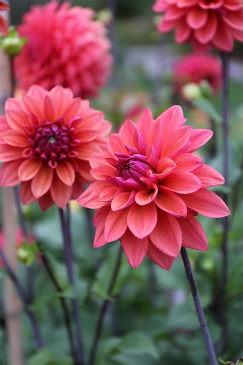 All About Dahlia Love