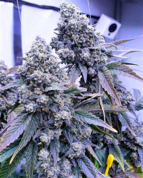 All You Need to Know About Indica Flower