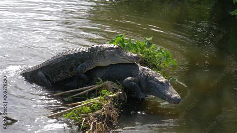 Alligator Mating Dreams: Unveiling the Secrets of Sexuality and Relationships