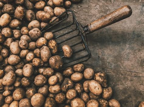 An Ancient Staple: The Rich History of Potatoes