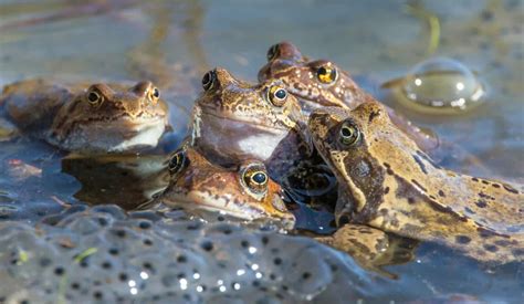 An Astonishing Journey into the Behavior of Aquatic Creatures: The Fascinating World of Frog Reproduction