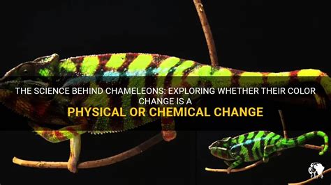 An Exploration of Nature's Magic: Delving into the Science Behind Chameleons' Color Transformation