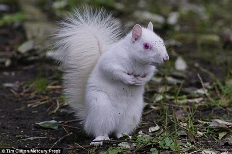 An In-Depth Look at the Cultural Interpretations of Albino Rodents in Dreamscapes