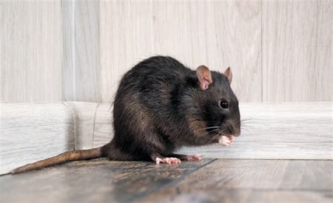 An Insight into the Spiritual Interpretation of Dreaming about Black Rats