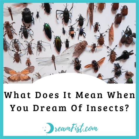 An Invitation to Reflect: Interpreting the Presence of a Misplaced Insect in Dreams