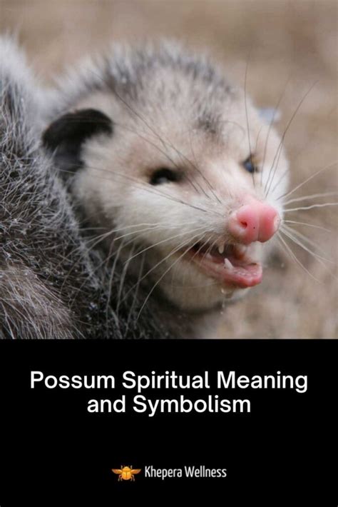 An Overview of Possum Symbolism