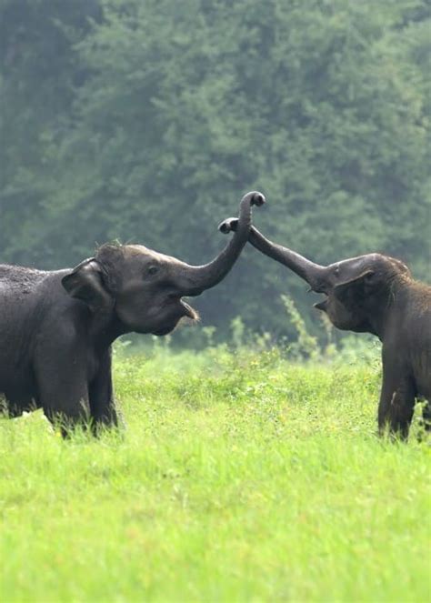 An Unbelievable Encounter with the Enchanting Elephant