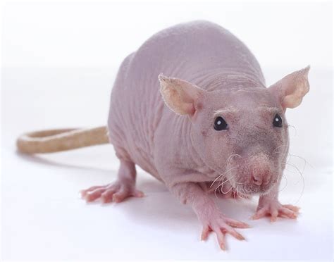 An Unusual Beauty: The Enigma of Hairless Rats