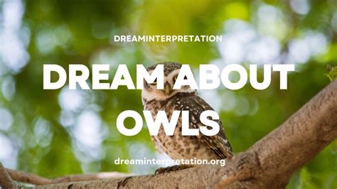 An Unusual Encounter: Interpreting the Presence of an Owl in Your Home