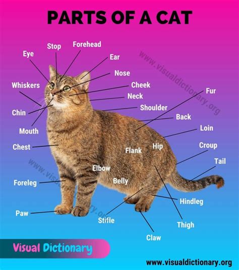 Analyzing Kitty Socal's Physical Appearance