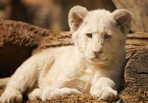 Analyzing Personal Associations: What Does the White Lion Cub Mean to You?