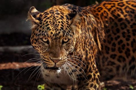 Analyzing the Dreamer's Role in Pursuit Encounters with the Fierce Jaguar