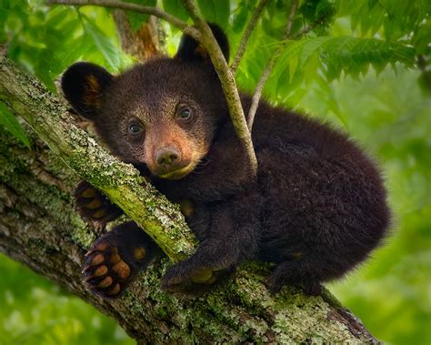 Analyzing the Emotional Connections of Dreams with Baby Black Bears