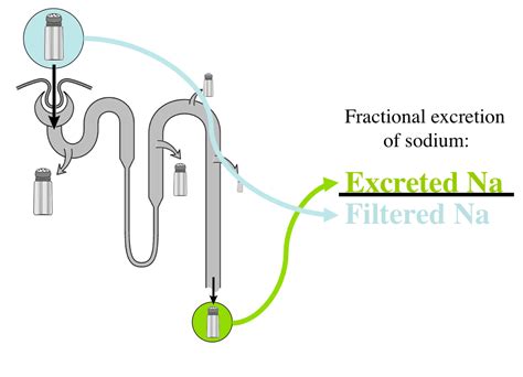 Analyzing the Emotional Responses Associated with Dreams Involving the Excretion of Sodium