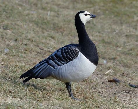 Analyzing the Possible Connections between Goose Dreams and Real-Life Experiences