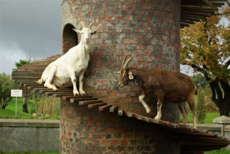 Analyzing the Presence of Towering Goats