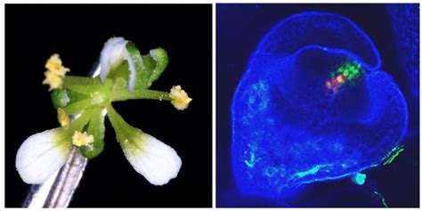 Analyzing the Psychological Implications of Terminating a Botanical Life in One's Reveries