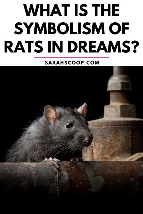 Analyzing the Symbolism of Rats in Dreams