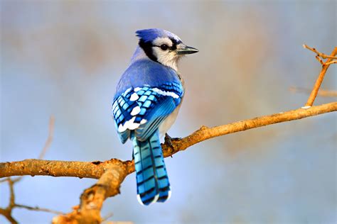 Analyzing the Various Hues of the Blue Jay in Dreams