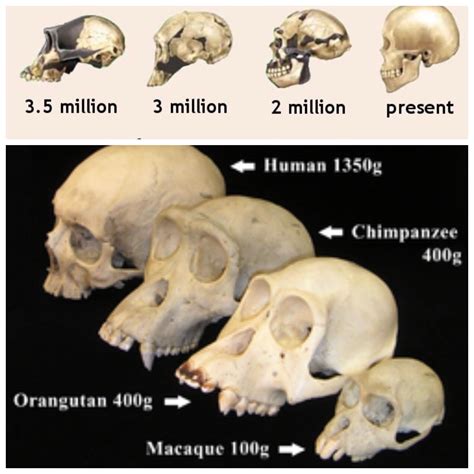 Ancient Ape vs Modern Ape: Exploring the Similarities and Differences