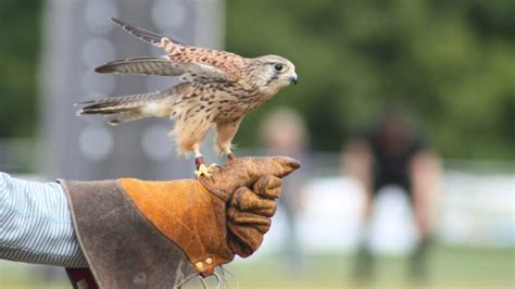 Ancient Origins: Unveiling the History of Falconry