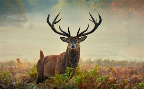 Applying Dream Interpretation Techniques to Decipher the Vision of Seizing a Majestic Stag