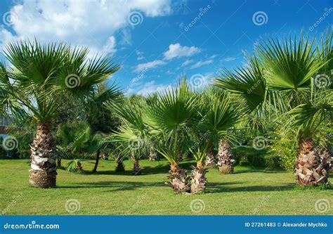 Appreciating the Sublime Beauty of Palm Trees