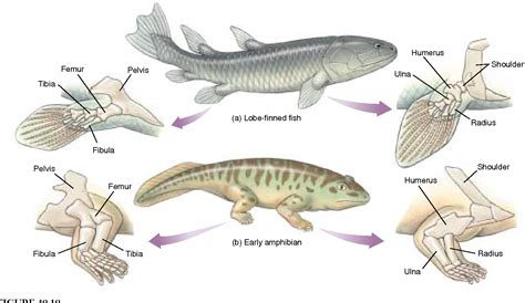 Aquatic Evolution: How Ambulatory Fish Adapt to Land Environments