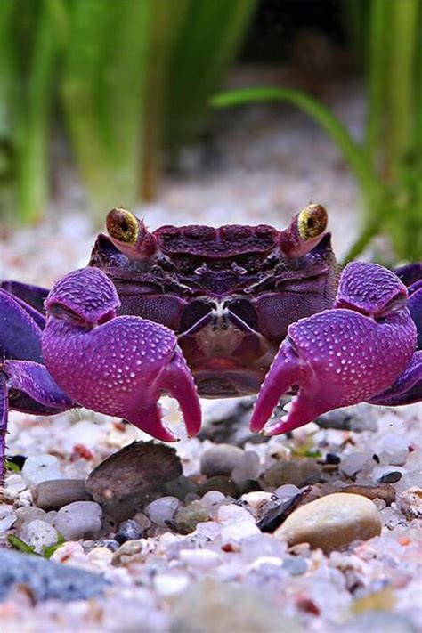 Astonishing Discovery: The Existence of Violet Crabs