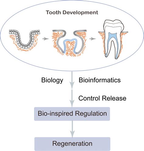 Astonishing Insights into the Enigma of Tooth Regeneration Revealed