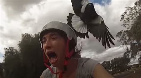 Attacked by Avian Assailants: A Harrowing Nightmare