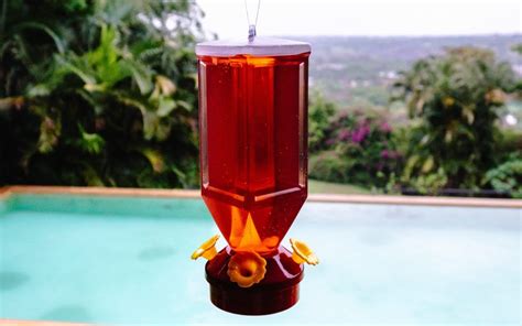 Attracting Hummingbirds to Your Balcony or Window: Urban Tips and Ideas