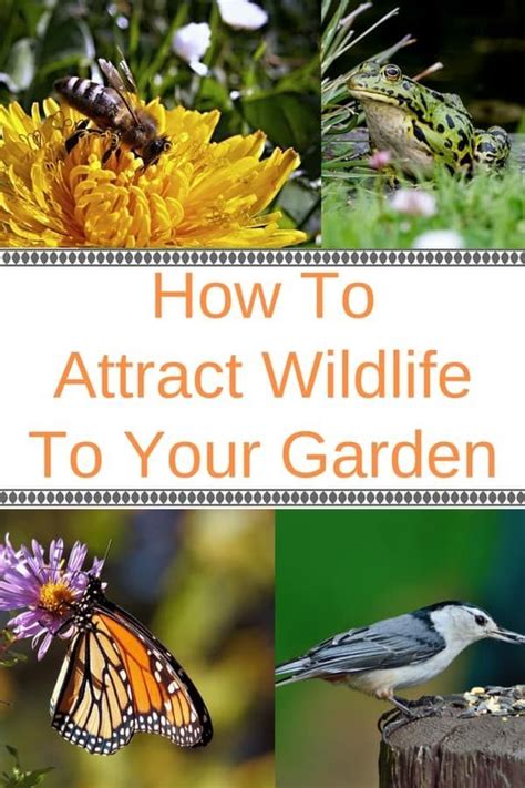 Attracting Wildlife: Creating a Haven for Birds and Butterflies