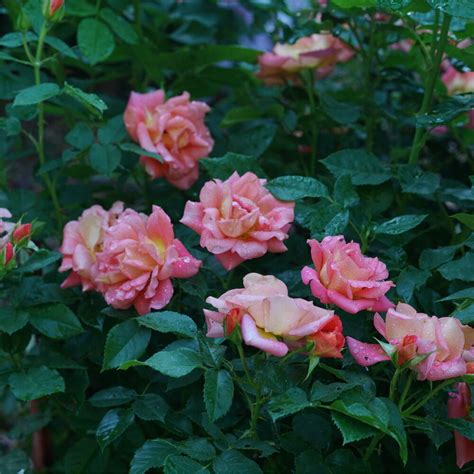 Autumn Rose's Rise to Success